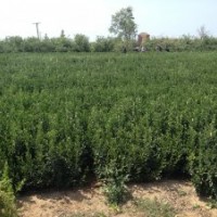 供应山东大叶黄杨球苗（冬青球冬青苗）