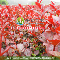 红叶乔木紫薇（1号） 紫薇嫁接