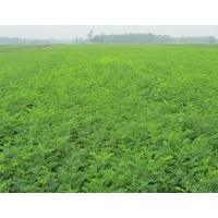 紫穗槐0.5分每株