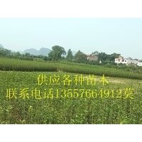 广西苗木 八月桂，香樟，天竺桂，银杏，紫薇，红叶石楠，杨梅苗