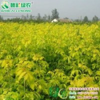 金叶复叶槭 叶色柔和不焦边 红枫小苗供应|批发|零售