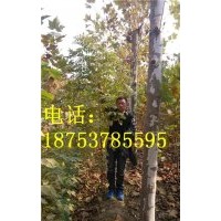 0.8-1.5公分北京栾树