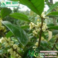 日香桂 国宝奇花 桂花小苗供应|批发|零售 园林绿化、美化 |江西