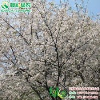 速生樱花(洁白云） 飞寒樱 正宗樱花小苗供应包成活