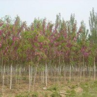 香花槐_香花槐小苗价格_香花槐发展前景