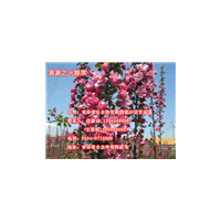 吉林高原之火海棠接穗%吉林皇家雨点海棠接穗