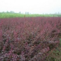 红叶碧桃价格_红叶碧桃小苗图片