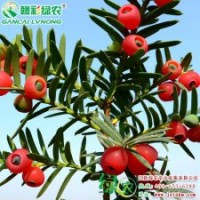 曼地亚红豆杉（紫科一号） 净化空气、含“紫杉醇”最高的黄金植