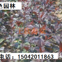 2年生王族海棠苗、王族海棠成品树