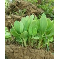 大量出售优质金边玉簪