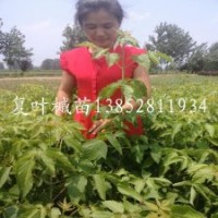 耐寒高大行道树苗1米高复叶槭苗通货起苗价格低