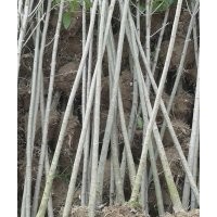 供应女贞 银杏 水杉