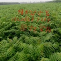 北栾苗，国槐苗，椿树苗，榆树苗等。。。。