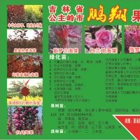 供应金叶榆、白兰地、皇家雨点海棠、牡丹海棠、珠穆朗玛海棠、鸡