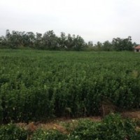 大量供应山东冬青球冬青苗（大叶黄杨）