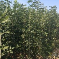 2-2.5公分原生、速生白蜡20万棵出售