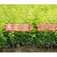 河北衡水深州供应各种春季扦插小苗