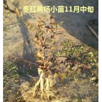纯正冬红黄杨种源苗