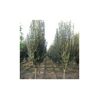 常年大量出售西府海棠.北美系列海棠.垂丝海棠.北京八棱海棠。