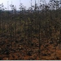 大量供应优质泡桐苗、泡桐小苗,泡桐种根