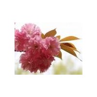 樱花家族添新奇葩【红叶樱花】嫁接和扦插技术。