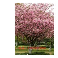 山东泰安绿化苗木大叶女贞,白剌,紫荆,木金花,紫藤价格】价格