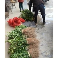 供应福安油茶苗农户低价出售