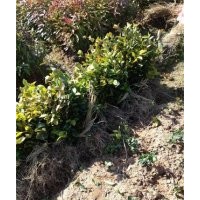 供应福建油茶苗农户低价出售