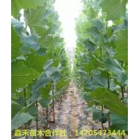 特价供应法桐白蜡苗