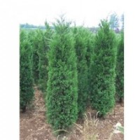 大量供应蜀桧、龙柏、