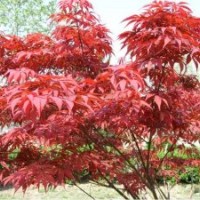 低价供应绿化苗木 龙柏 黄杨 冬青