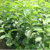 泰安苹果苗 大量批发嫁接苹果苗 高产量苹果苗 现货销售苹果小苗