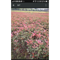 红叶I石楠小毛球