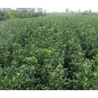 河北保定40-50-60公分高大叶黄杨价格