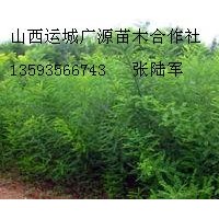 1米国槐小苗大量低价出售、1年生国槐小苗大量出售