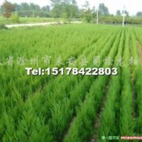 精品《蜀桧、龙柏》