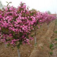 山西红叶小檗 西府海棠 大面积出售