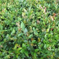 中华蚊母，蚊母小苗，蚊母球，湖南蚊母价格