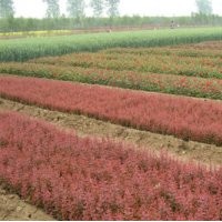 常年出售绿化苗木.草花.宿根植物等