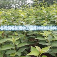 江苏红瑞木工程苗