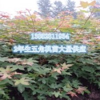 2年生五角枫苗1公分左右苗批发供应江苏五角枫苗价格