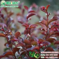 红叶红花紫薇 红花紫薇新品种 美国畅销紫薇品种