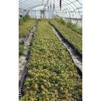 大量供应红点、十月光辉