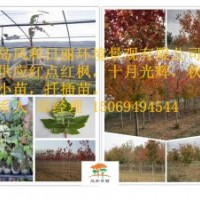 常年供应红点红枫扦插小苗