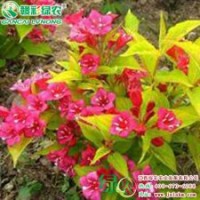 金叶锦带 彩叶树小苗供应包成活 金叶锦带小苗报价