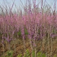 紫荆树_紫荆树价格-紫荆树图片