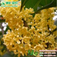 金球桂 |乔木 树势强 生长旺盛 花色金黄 金桂品种 金球桂树苗供