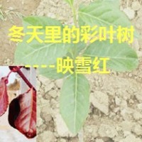 冬天里的彩叶树--冬红黄杨