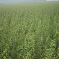 供应滨柳（竹柳升极树种）