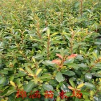 数量大的火棘苗就来锦涵苗木场吧基地供货100亩苗